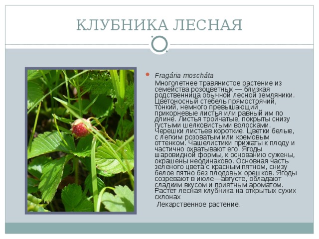 КЛУБНИКА ЛЕСНАЯ Fragária moscháta   Многолетнее травянистое растение из семейства розоцветных — близкая родственница обычной лесной земляники. Цветоносный стебель прямостоячий, тонкий, немного превышающий прикорневые листья или равный им по длине. Листья тройчатые, покрыты снизу густыми шелковистыми волосками. Черешки листьев короткие. Цветки белые, с легким розоватым или кремовым оттенком. Чашелистики прижаты к плоду и частично охватывают его. Ягоды шаровидной формы, к основанию сужены, окрашены неодинаково. Основная часть зеленого цвета с красным пятном, снизу белое пятно без плодовых орешков. Ягоды созревают в июле—августе, обладают сладким вкусом и приятным ароматом.  Растет лесная клубника на открытых сухих склонах  Лекарственное растение.