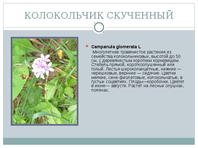 КОЛОКОЛЬЧИК СКУЧЕННЫЙ Campanula glomerata L  Многолетнее травянистое растение из семейства колокольчиковых, высотой до 50 см, с деревянистым коротким корневищем. Стебель прямой, короткоопушенный или голый. Листья широколанцетные, нижние — черешковые, верхние — сидячие. Цветки мелкие, сине-фиолетовые, колокольчатые, в густых соцветиях. Плоды—коробочки. Цветет в июне— августе. Растет на лесных опушках, полянах,