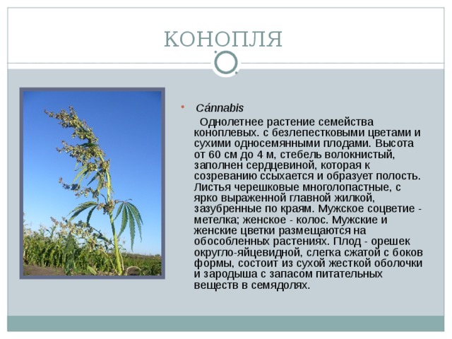 КОНОПЛЯ   Cánnabis   Однолетнее растение семейства коноплевых. с безлепестковыми цветами и сухими односемянными плодами. Высота от 60 см до 4 м, стебель волокнистый, заполнен сердцевиной, которая к созреванию ссыхается и образует полость. Листья черешковые многолопастные, с ярко выраженной главной жилкой, зазубренные по краям. Мужское соцветие - метелка; женское - колос. Мужские и женские цветки размещаются на обособленных растениях. Плод - орешек округло-яйцевидной, слегка сжатой с боков формы, состоит из сухой жесткой оболочки и зародыша с запасом питательных веществ в семядолях.