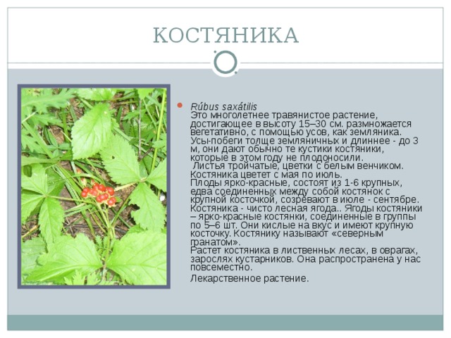 КОСТЯНИКА Rúbus saxátilis   Это многолетнее травянистое растение, достигающее в высоту 15–30 см. размножается вегетативно, с помощью усов, как земляника. Усы-побеги толще земляничных и длиннее - до 3 м, они дают обычно те кустики костяники, которые в этом году не плодоносили.  Листья тройчатые, цветки с белым венчиком. Костяника цветет с мая по июль.  Плоды ярко-красные, состоят из 1-6 крупных, едва соединенных между собой костянок с крупной косточкой, созревают в июле - сентябре. Костяника - чисто лесная ягода.. Ягоды костяники – ярко-красные костянки, соединенные в группы по 5–6 шт. Они кислые на вкус и имеют крупную косточку. Костянику называют «северным гранатом».  Растет костяника в лиственных лесах, в оврагах, зарослях кустарников. Она распространена у нас повсеместно.  Лекарственное растение.