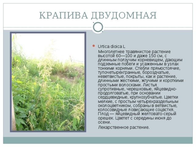 КРАПИВА ДВУДОМНАЯ Urtica dioica L  Многолетнее травянистое растение высотой 60—100 и даже 150 см, с длинным ползучим корневищем, дающим подземные побеги и усаженным в узлах тонкими корнями. Стебли прямостоячие, тупочетырехгранные, бороздчатые, неветвистые, покрыты, как и растение, длинными жесткими, жгучими и короткими простыми волосками. Листья супротивные, черешковые, яйцевидно-продолговатые, при основании сердцевидные, крупнозубчатые. Цветки мелкие, с простым четырехраздельным околоцветником, собраны в ветвистые, колосовидные ловисающие соцвсткя. Плод — яйцевидный желтовато-серый орешек. Цветет с середины июня до осени.  Лекарственное растение.