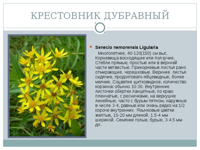 КРЕСТОВНИК ДУБРАВНЫЙ Senecio nemorensis Ligularia   Многолетнее, 40-120(150) см выс. Корневища восходящие или ползучие. Стебли прямые, простые или в верхней части ветвистые. Прикорневые листья рано отмирающие, черешковые. Верхние листья сидячие, продолговато-яйцевидные, более мелкие. Соцветие щитковидное, количество корзинок обычно 10-30. Внутренние листочки обертки ланцетные, по краю пленчатые, с ресничками, на верхушке линейные, часто с бурым пятном, наружные в числе 3-4, равные или очень редко на 1/2 короче внутренних. Язычковые цветки желтые, 10-20 мм длиной, 1.5-4 мм шириной. Семянки голые, бурые, 3-4.5 мм дл.