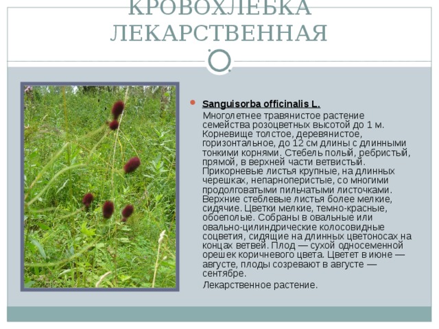 КРОВОХЛЕБКА ЛЕКАРСТВЕННАЯ Sanguisorba officinalis L.  Многолетнее травянистое растение семейства розоцветных высотой до 1 м. Корневище толстое, деревянистое, горизонтальное, до 12 см длины с длинными тонкими корнями. Стебель полый, ребристый, прямой, в верхней части ветвистый. Прикорневые листья крупные, на длинных черешках, непарноперистые, со многими продолговатыми пильчатыми листочками. Верхние стеблевые листья более мелкие, сидячие. Цветки мелкие, темно-красные, обоеполые. Собраны в овальные или овально-цилиндрические колосовидные соцветия, сидящие на длинных цветоносах на концах ветвей. Плод — сухой односеменной орешек коричневого цвета. Цветет в июне — августе, плоды созревают в августе — сентябре.  Лекарственное растение.
