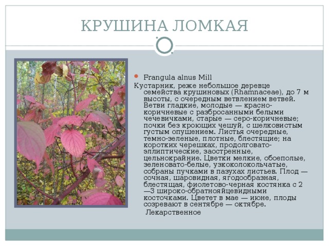 КРУШИНА ЛОМКАЯ Frangula alnus Mill Кустарник, реже небольшое деревце семейства крушиновых (Rhamnaceae), до 7 м высоты, с очередным ветвлением ветвей. Ветви гладкие, молодые — красно-коричневые с разбросанными белыми чечевичками, старые — серо-коричневые; почки без кроющих чешуй, с шелковистым густым опушением. Листья очередные, темно-зеленые, плотные, блестящие; на коротких черешках, продолговато-эллиптические, заостренные, цельнокрайние. Цветки мелкие, обоеполые, зеленовато-белые, узкоколокольчатые, собраны пучками в пазухах листьев. Плод — сочная, шаровидная, ягодообразная, блестящая, фиолетово-черная костянка с 2—3 широко-обратнояйцевидными косточками. Цветет в мае — июне, плоды созревают в сентябре — октябре.  Лекарственное