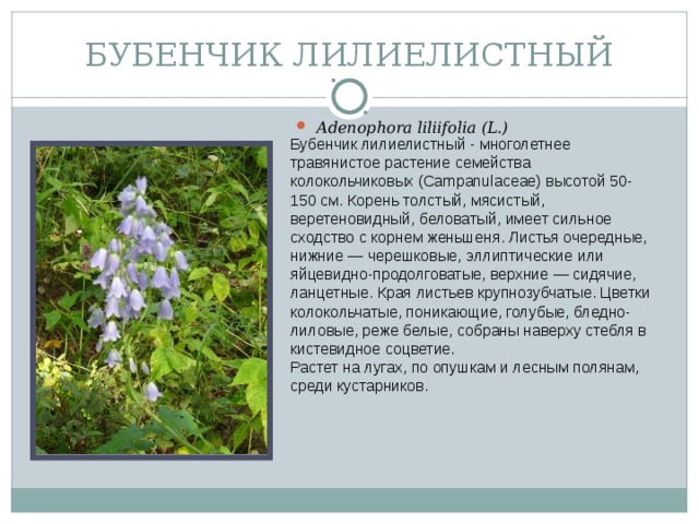 БУБЕНЧИК ЛИЛИЕЛИСТНЫЙ Adenophora liliifolia (L.) Бубенчик лилиелистный - многолетнее травянистое растение семейства колокольчиковых (Campanulaceae) высотой 50-150 см. Корень толстый, мясистый, веретеновидный, беловатый, имеет сильное сходство с корнем женьшеня. Листья очередные, нижние — черешковые, эллиптические или яйцевидно-продолговатые, верхние — сидячие, ланцетные. Края листьев крупнозубчатые. Цветки колокольчатые, поникающие, голубые, бледно-лиловые, реже белые, собраны наверху стебля в кистевидное соцветие. Растет на лугах, по опушкам и лесным полянам, среди кустарников.