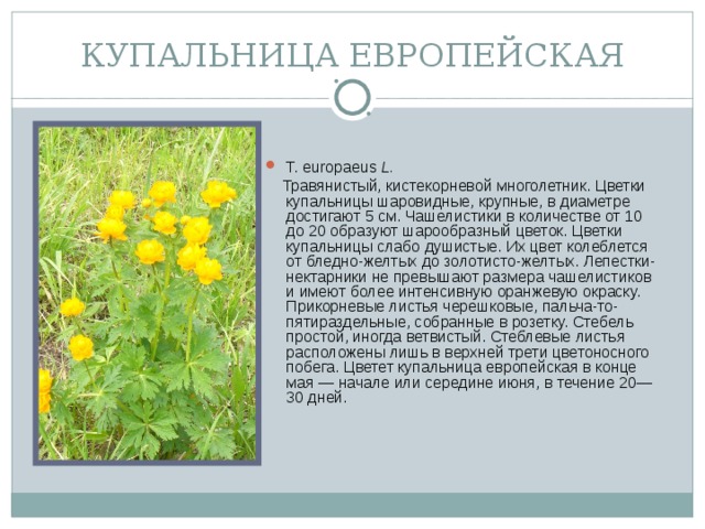 КУПАЛЬНИЦА ЕВРОПЕЙСКАЯ Т. europaeus L.   Травянистый, кистекорневой многолетник. Цветки купальницы шаровидные, крупные, в диаметре достигают 5 см. Чашелистики в количестве от 10 до 20 образуют шарообразный цветок. Цветки купальницы слабо душистые. Их  цвет колеблется от бледно-желтых до золотисто-желтых. Лепестки-нектарники не превышают размера чашелистиков и имеют более интенсивную оранжевую окраску. Прикорневые листья черешковые, пальча-то-пятираздельные, собранные в розетку. Стебель простой, иногда ветвистый. Стеблевые листья расположены лишь в верхней трети цветоносного побега. Цветет купальница европейская в конце мая — начале или середине июня, в течение 20—30 дней.