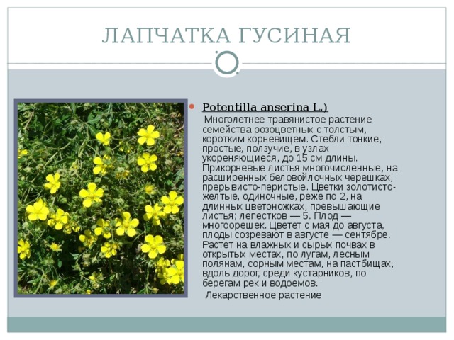 ЛАПЧАТКА ГУСИНАЯ Potentilla anserina L.)  Многолетнее травянистое растение семейства розоцветных с толстым, коротким корневищем. Стебли тонкие, простые, ползучие, в узлах укореняющиеся, до 15 см длины. Прикорневые листья многочисленные, на расширенных беловойлочных черешках, прерывисто-перистые. Цветки золотисто-желтые, одиночные, реже по 2, на длинных цветоножках, превышающие листья; лепестков — 5. Плод — многоорешек. Цветет с мая до августа, плоды созревают в августе — сентябре. Растет на влажных и сырых почвах в открытых местах, по лугам, лесным полянам, сорным местам, на пастбищах, вдоль дорог, среди кустарников, по берегам рек и водоемов.  Лекарственное растение