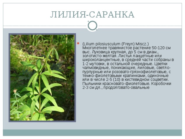 ЛИЛИЯ-САРАНКА