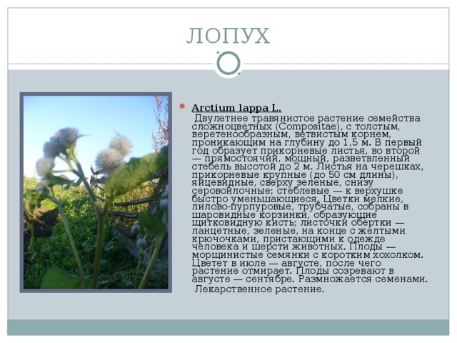 ЛОПУХ Arctium lappa L.  Двулетнее травянистое растение семейства сложноцветных (Compositae), с толстым, веретенообразным, ветвистым корнем, проникающим на глубину до 1,5 м. В первый год образует прикорневые листья, во второй — прямостоячий, мощный, разветвленный стебель высотой до 2 м. Листья на черешках, прикорневые крупные (до 50 см длины), яйцевидные, сверху зеленые, снизу серовойлочные; стеблевые — к верхушке быстро уменьшающиеся. Цветки мелкие, лилово-пурпуровые, трубчатые, собраны в шаровидные корзинки, образующие щитковидную кисть; листочки обертки — ланцетные, зеленые, на конце с желтыми крючочками, пристающими к одежде человека и шерсти животных. Плоды — морщинистые семянки с коротким хохолком. Цветет в июле — августе, после чего растение отмирает. Плоды созревают в августе — сентябре. Размножается семенами.  Лекарственное растение.