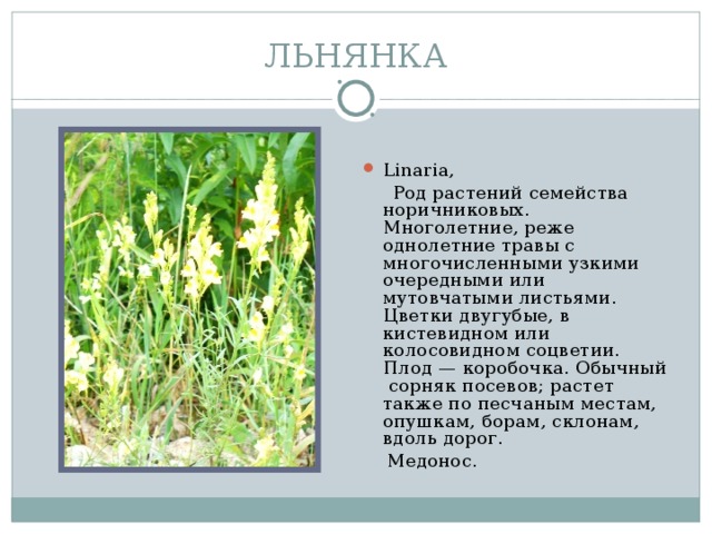 ЛЬНЯНКА Linaria,  Род растений семейства норичниковых. Многолетние, реже однолетние травы с многочисленными узкими очередными или мутовчатыми листьями. Цветки двугубые, в кистевидном или колосовидном соцветии. Плод — коробочка. Обычный сорняк посевов; растет также по песчаным местам, опушкам, борам, склонам, вдоль дорог.  Медонос.