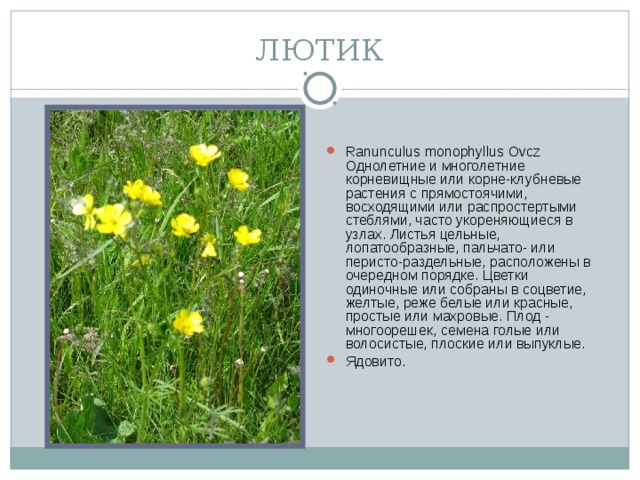 ЛЮТИК