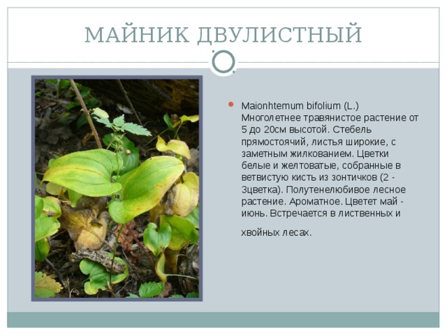 МАЙНИК ДВУЛИСТНЫЙ