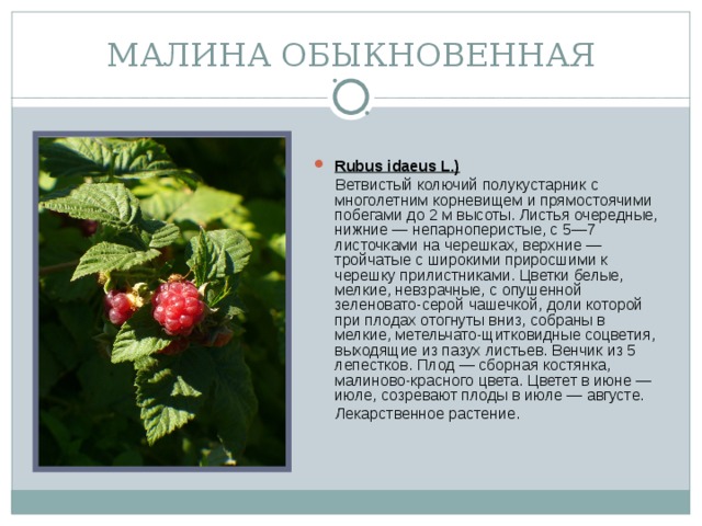 МАЛИНА ОБЫКНОВЕННАЯ Rubus idaeus L.)  Ветвистый колючий полукустарник с многолетним корневищем и прямостоячими побегами до 2 м высоты. Листья очередные, нижние — непарноперистые, с 5—7 листочками на черешках, верхние — тройчатые с широкими приросшими к черешку прилистниками. Цветки белые, мелкие, невзрачные, с опушенной зеленовато-серой чашечкой, доли которой при плодах отогнуты вниз, собраны в мелкие, метельчато-щитковидные соцветия, выходящие из пазух листьев. Венчик из 5 лепестков. Плод — сборная костянка, малиново-красного цвета. Цветет в июне — июле, созревают плоды в июле — августе.  Лекарственное растение.