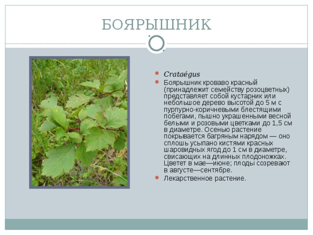 БОЯРЫШНИК