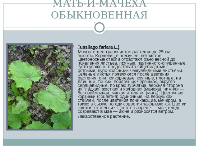 МАТЬ-И-МАЧЕХА ОБЫКНОВЕННАЯ Tussilago farfara L.)  Многолетнее травянистое растение до 25 см высоты. Корневище ползучее, ветвистое. Цветоносные стебли отрастают рано весной до появления листьев, прямые, паутинисто-опушенные, густо усажены продолговато-яйцевидными, острыми, буро-красными чешуевидными листьями. Зеленые листья появляются после цветения растения, они прикорневые, крупные, плотные, на длинных, тонких, войлочных черешках, округло-сердцевидные, по краю зубчатые, верхняя сторона их гладкая, жесткая и холодная (мачеха), нижняя — беловойлочная, мягкая и теплая (мать). Цветочные корзинки (соцветия) одиночные, на верхушках стеблей, после цветения поникающие. Вечером, а также в сырую погоду соцветия закрываются. Цветки золотисто-желтые. Цветет в апреле — мае, плоды созревают в мае — июне и разносятся ветром.  Лекарственное растение.