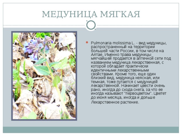 МЕДУНИЦА МЯГКАЯ Pulmonaria molissima L. - вид медуницы, распространенный на территории большей части России, в том числе на Алтае. Именно трава медуницы мягчайшей продается в аптечной сети под названием медуница лекарственная, с которой обладает практически идентичными лекарственными свойствами. Кроме того, еще один близкий вид, медуница неясная, или темная, тоже путается с медуницей лекарственной. Начинает цвести очень рано, иногда до схода снега, за что ее иногда называют 
