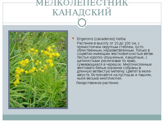 МЕЛКОЛЕПЕСТНИК КАНАДСКИЙ Erigeronis (canadensis) herba  Растение в высоту от 10 до 100 см, с прямостоячим округлым стеблем, густо облиственным, неразветвленным, только в соцветии имеющим жестковолосистые ветви. Листья коротко-опушенные, ланцетные, с щетинистыми ресничками по краю, суживающиеся в черешок. Многочисленные желтовато-белые корзинки собраны в длинную ветвистую метелку. Цветет в июле-августе. Встречается на пустошах и пашнях, ныне весьма многочислен.  Лекарственное растение.