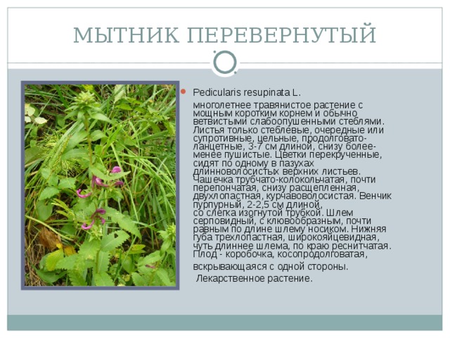 МЫТНИК ПЕРЕВЕРНУТЫЙ Pedicularis resupinata L.  многолетнее травянистое растение с мощным коротким корнем и обычно ветвистыми слабоопушенными стеблями. Листья только стеблевые, очередные или супротивные, цельные, продолговато-ланцетные, 3-7 см длиной, снизу более-менее пушистые. Цветки перекрученные, сидят по одному в пазухах длинноволосистых верхних листьев. Чашечка трубчато-колокольчатая, почти перепончатая, снизу расщепленная, двухлопастная, курчавоволосистая. Венчик пурпурный, 2-2,5 см длиной,  со слегка изогнутой трубкой. Шлем серповидный, с клювообразным, почти равным по длине шлему носиком. Нижняя губа трехлопастная, широкояйцевидная, чуть длиннее шлема, по краю реснитчатая. Плод - коробочка, косопродолговатая, вскрывающаяся с одной стороны.   Лекарственное растение.