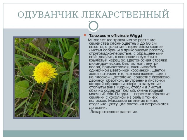 ОДУВАНЧИК ЛЕКАРСТВЕННЫЙ Taraxacum officinale Wigg.)  Многолетнее травянистое растение семейства сложноцветных до 50 см высоты, с толстым стержневым корнем. Листья собраны в прикорневую розетку, струговидно-перистые, с обращенными вниз долями, к основанию сужены в крылатый черешок. Цветоносная стрелка цилиндрическая, безлистная, внутри полая, прямостоячая, оканчивается одиночной цветочной корзинкой. Цветки золотисто-желтые, все язычковые, сидят на плоском цветоложе, соцветие окружено двойной оберткой, внутренние листочки которой обращены вверх, а наружные отогнуты вниз. Корни, стебли и листья обычно содержат белый, очень горький млечный сок. Плоды — веретенообразные семянки с хохолком из белых тонких волосков. Массовое цветение в мае, отдельно цветущие растения встречаются до осени.  Лекарственное растение.