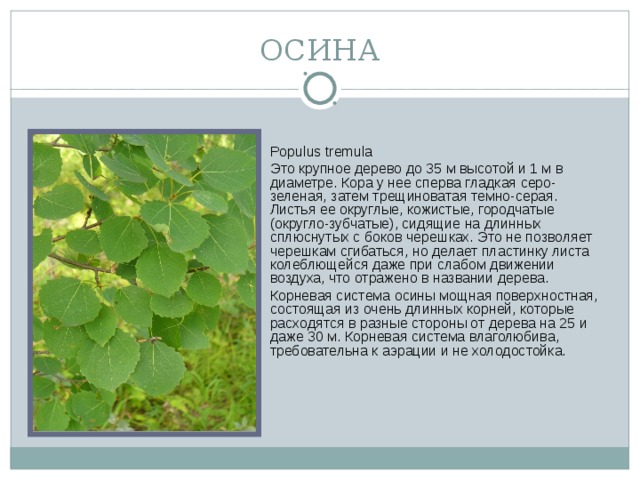 ОСИНА Populus tremula  Это крупное дерево до 35 м высотой и 1 м в диаметре. Кора у нее сперва гладкая серо-зеленая, затем трещиноватая темно-серая. Листья ее округлые, кожистые, городчатые (округло-зубчатые), сидящие на длинных сплюснутых с боков черешках. Это не позволяет черешкам сгибаться, но делает пластинку листа колеблющейся даже при слабом движении воздуха, что отражено в названии дерева.