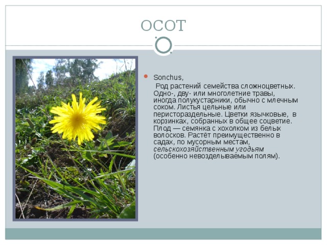 ОСОТ Sonchus,  Род растений семейства сложноцветных. Одно-, дву- или многолетние травы, иногда полукустарники, обычно с млечным соком. Листья цельные или перистораздельные. Цветки язычковые, в корзинках, собранных в общее соцветие. Плод — семянка с хохолком из белых волосков. Растёт преимущественно в садах, по мусорным местам, сельскохозяйственным угодьям (особенно невозделываемым полям).