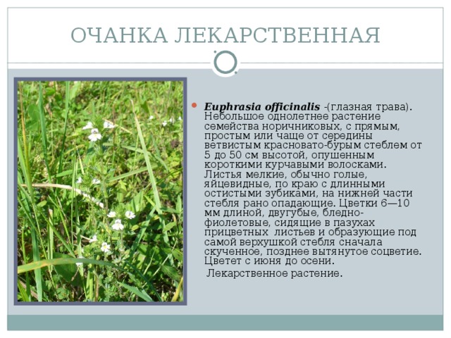 ОЧАНКА ЛЕКАРСТВЕННАЯ Euphrasia officinalis -(глазная трава).  Небольшое однолетнее растение семейства норичниковых, с прямым, простым или чаще от середины ветвистым красновато-бурым стеблем от 5 до 50 см высотой, опушенным короткими курчавыми волосками. Листья мелкие, обычно голые, яйцевидные, по краю с длинными остистыми зубиками, на нижней части стебля рано опадающие. Цветки 6—10 мм длиной, двугубые, бледно-фиолетовые, сидящие в пазухах прицветных  листьев и образующие под самой верхушкой стебля сначала скученное, позднее вытянутое соцветие. Цветет с июня до осени.  Лекарственное растение.