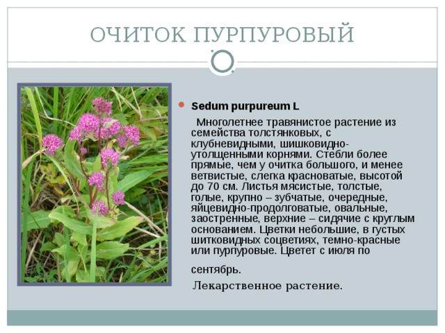 ОЧИТОК ПУРПУРОВЫЙ Sedum purpureum L   Многолетнее травянистое растение из семейства толстянковых, с клубневидными, шишковидно-утолщенными корнями. Стебли более прямые, чем у очитка большого, и менее ветвистые, слегка красноватые, высотой до 70 см. Листья мясистые, толстые, голые, крупно – зубчатые, очередные, яйцевидно-продолговатые, овальные, заостренные, верхние – сидячие с круглым основанием. Цветки небольшие, в густых шитковидных соцветиях, темно-красные или пурпуровые. Цветет с июля по сентябрь.   Лекарственное растение.