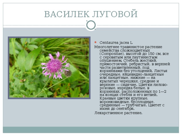 ВАСИЛЕК ЛУГОВОЙ Centaurea jacea L Многолетнее травянистое растение семейства сложноцветных (Compositae), высотой до 150 см, все с сероватым или паутинистым опушением. Стебель жесткий, прямостоячий, ребристый, в верхней части разветвленный, под корзинками без утолщений. Листья очередные, яйцевидно-ланцетные или ланцетные, нижние — на крылатых черешках, средние и верхние — сидячие. Цветки лилово-розовые, изредка белые, в корзинках, расположенных по 1—2 на концах стебля и его ветвей. Краевые цветки крупные, воронковидные, бесплодные, срединные — трубчатые. Цветет с июня до сентября. Лекарственное растение.