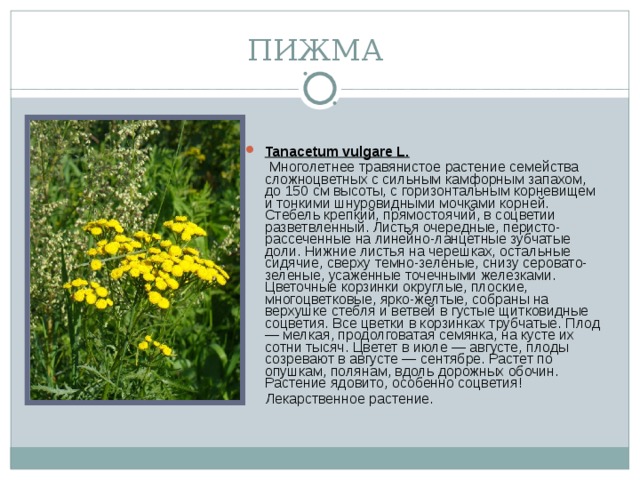 ПИЖМА Tanacetum vulgare L.  Многолетнее травянистое растение семейства сложноцветных с сильным камфорным запахом, до 150 см высоты, с горизонтальным корневищем и тонкими шнуровидными мочками корней. Стебель крепкий, прямостоячий, в соцветии разветвленный. Листья очередные, перисто-рассеченные на линейно-ланцетные зубчатые доли. Нижние листья на черешках, остальные сидячие, сверху темно-зеленые, снизу серовато-зеленые, усаженные точечными железками. Цветочные корзинки округлые, плоские, многоцветковые, ярко-желтые, собраны на верхушке стебля и ветвей в густые щитковидные соцветия. Все цветки в корзинках трубчатые. Плод — мелкая, продолговатая семянка, на кусте их сотни тысяч. Цветет в июле — августе, плоды созревают в августе — сентябре. Растет по опушкам, полянам, вдоль дорожных обочин. Растение ядовито, особенно соцветия!  Лекарственное растение.