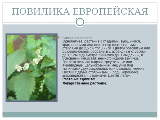 ПОВИЛИКА ЕВРОПЕЙСКАЯ Cuscuta europaea  Однолетнее растение с гладкими, вьющимися, красноватыми или желтовато-красноватыми стеблями до 2,5 см толщиной. Цветки розоватые или розовато-белые, собраны в шаровидные клубочки до 1,5 см в диаметре. Чашечка до 3 мм длины, в основании мясистая, немного короче венчика. Лопасти венчика широко треугольные или яйцевидные, цельнокрайние. Чешуйки под тычинками двухраздельные или цельные, мелкие. Пестик с двумя столбиками. Плод - коробочка шаровидная с 4 семенами. Цветет летом.  Растение ядовито!  Лекарственное растение.