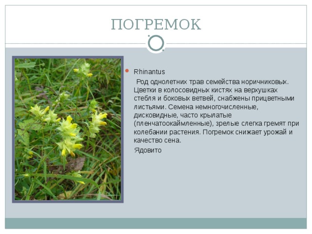 ПОГРЕМОК Rhinantus  Род однолетних трав семейства норичниковых. Цветки в колосовидных кистях на верхушках стебля и боковых ветвей, снабжены прицветными листьями. Семена немногочисленные, дисковидные, часто крылатые (пленчатоокаймленные), зрелые слегка гремят при колебании растения. Погремок снижает урожай и качество сена.  Ядовито