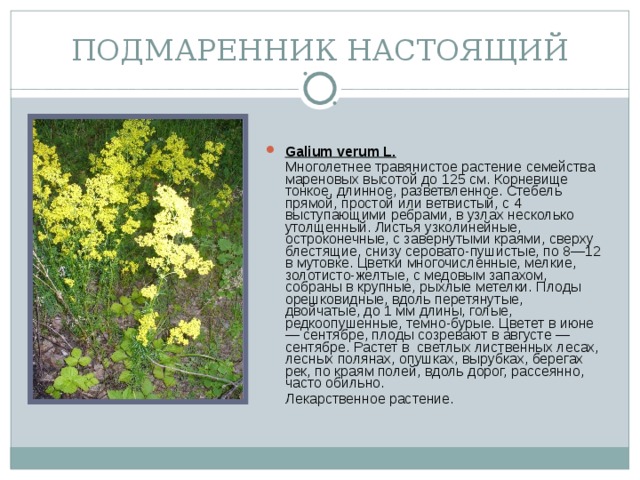 ПОДМАРЕННИК НАСТОЯЩИЙ Galium verum L.  Многолетнее травянистое растение семейства мареновых высотой до 125 см. Корневище тонкое, длинное, разветвленное. Стебель прямой, простой или ветвистый, с 4 выступающими ребрами, в узлах несколько утолщенный. Листья узколинейные, остроконечные, с завернутыми краями, сверху блестящие, снизу серовато-пушистые, по 8—12 в мутовке. Цветки многочисленные, мелкие, золотисто-желтые, с медовым запахом, собраны в крупные, рыхлые метелки. Плоды орешковидные, вдоль перетянутые, двойчатые, до 1 мм длины, голые, редкоопушенные, темно-бурые. Цветет в июне — сентябре, плоды созревают в августе — сентябре. Растет в светлых лиственных лесах, лесных полянах, опушках, вырубках, берегах рек, по краям полей, вдоль дорог, рассеянно, часто обильно.  Лекарственное растение.