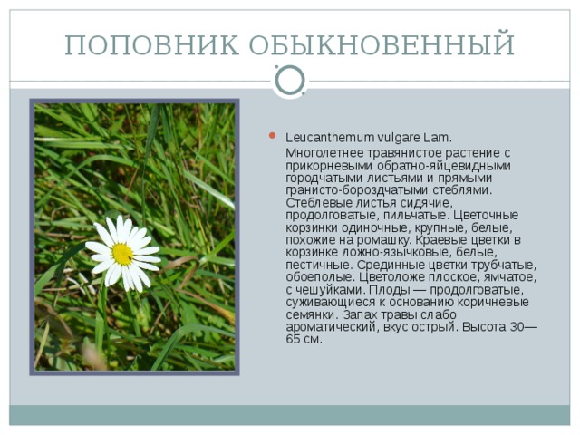 ПОПОВНИК ОБЫКНОВЕННЫЙ Leucanthemum vulgare Lam.  Многолетнее травянистое растение с прикорневыми обратно-яйцевидными городчатыми листьями и прямыми гранисто-бороздчатыми стеблями. Стеблевые листья сидячие, продолговатые, пильчатые. Цветочные корзинки одиночные, крупные, белые, похожие на ромашку. Краевые цветки в корзинке ложно-язычковые, белые, пестичные. Срединные цветки трубчатые, обоеполые. Цветоложе плоское, ямчатое, с чешуйками. Плоды — продолговатые, суживающиеся к основанию коричневые семянки. Запах травы слабо ароматический, вкус острый. Высота 30—65 см.