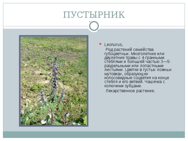 ПУСТЫРНИК Leonurus,  Род растений семейства губоцветных. Многолетние или двулетние травы с 4-гранными стеблями и большей частью 3—5-раздельными или лопастными листьями. Цветки в густых ложных мутовках, образующих колосовидные соцветия на конце стебля и его ветвей. Чашечка с колючими зубцами.  Лекарственное растение.