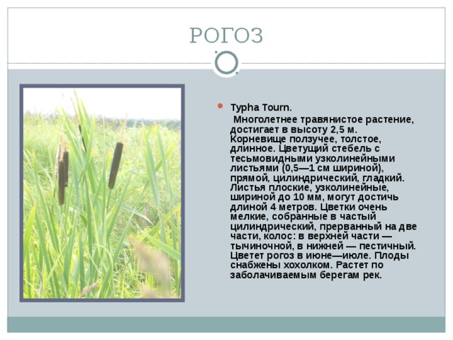 РОГОЗ Typha Tourn.  Многолетнее травянистое растение, достигает в высоту 2,5 м.  Корневище ползучее, толстое, длинное. Цветущий стебель с тесьмовидными узколинейными листьями (0,5—1 см шириной), прямой, цилиндрический, гладкий. Листья плоские, узколинейные, шириной до 10 мм, могут достичь длиной 4 метров. Цветки очень мелкие, собранные в частый цилиндрический, прерванный на две части, колос: в верхней части — тычиночной, в нижней — пестичный. Цветет рогоз в июне—июле. Плоды снабжены хохолком. Растет по заболачиваемым берегам рек.