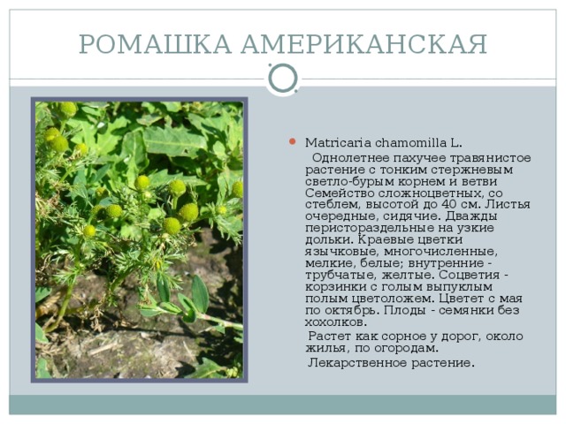 РОМАШКА АМЕРИКАНСКАЯ Matricaria chamomilla L.  Однолетнее пахучее травянистое растение с тонким стержневым светло-бурым корнем и ветви Семейство сложноцветных, со стеблем, высотой до 40 см. Листья очередные, сидячие. Дважды перистораздельные на узкие дольки. Краевые цветки язычковые, многочисленные, мелкие, белые; внутренние - трубчатые, желтые. Соцветия - корзинки с голым выпуклым полым цветоложем. Цветет с мая по октябрь. Плоды - семянки без хохолков.  Растет как сорное у дорог, около жилья, по огородам.  Лекарственное растение.
