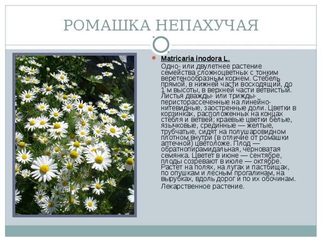РОМАШКА НЕПАХУЧАЯ Matricaria inodora L.  Одно- или двулетнее растение семейства сложноцветных с тонким веретенообразным корнем. Стебель прямой, в нижней части восходящий, до 1 м высоты, в верхней части ветвистый. Листья дважды- или трижды- перисторассеченные на линейно-нитевидные, заостренные доли. Цветки в корзинках, расположенных на концах стебля и ветвей; краевые цветки белые, язычковые, срединные — желтые, трубчатые, сидят на полушаровидном плотном внутри (в отличие от ромашки аптечной) цветоложе. Плод — обратнопирамидальная, черноватая семянка. Цветет в июне — сентябре, плоды созревают в июле — октябре. Растет на полях, на лугах и пастбищах, по опушкам и лесным прогалинам, на вырубках, вдоль дорог и по их обочинам.  Лекарственное растение.
