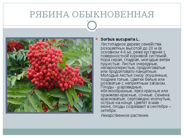 РЯБИНА ОБЫКНОВЕННАЯ Sorbus aucuparia L.  Листопадное дерево семейства розоцветных высотой до 20 м (в основном 4-6 м), реже кустарник с поверхностной корневой системой. Кора серая, гладкая, молодые ветви пушистые. Листья очередные, непарноперистые, продолговатые или продолговато-ланцетные. Молодые листья снизу опушенные, поздние голые. Цветки белые или розоватые с неприятным запахом. Плоды - шаровидные, яблокообразные, ярко-красные или оранжево-красные, сочные. Семена красноватые, серповидно изогнутые, острые на конце. Цветет в мае - июне, плоды созревают в сентябре – октябре.  Лекарственное растение.