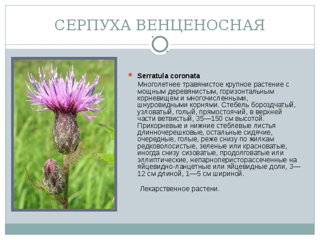 СЕРПУХА ВЕНЦЕНОСНАЯ Serratula coronata   Многолетнее травянистое крупное растение с мощным деревянистым, горизонтальным корневищем и многочисленными, шнуровидными корнями. Стебель бороздчатый, узловатый, голый, прямостоячий, в верхней части ветвистый, 35—150 см высотой. Прикорневые и нижние стеблевые листья длинночерешковые, остальные сидячие, очередные, голые, реже снизу по жилкам редковолосистые, зеленые или красноватые, иногда снизу сизоватые, продолговатые или эллиптические, непарноперисторассеченные на яйцевидно-ланцетные или яйцевидные доли, 3—12 см длиной, 1—5 см шириной.    Лекарственное растени.