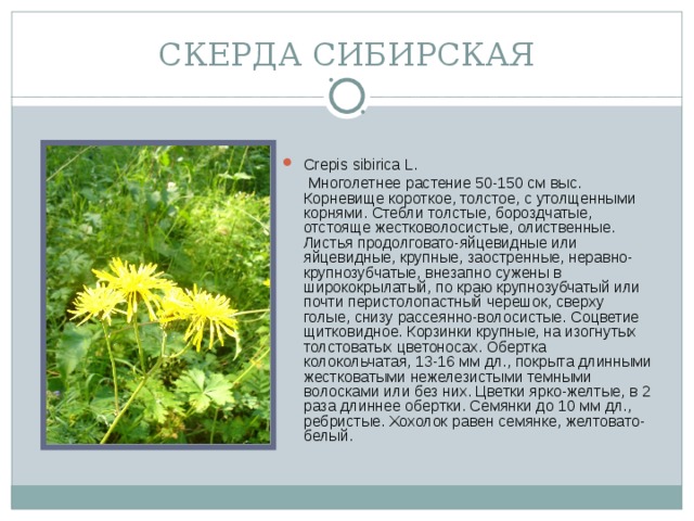 СКЕРДА СИБИРСКАЯ Crepis sibirica L.  Многолетнее растение 50-150 см выс. Корневище короткое, толстое, с утолщенными корнями. Стебли толстые, бороздчатые, отстояще жестковолосистые, олиственные. Листья продолговато-яйцевидные или яйцевидные, крупные, заостренные, неравно-крупнозубчатые, внезапно сужены в ширококрылатый, по краю крупнозубчатый или почти перистолопастный черешок, сверху голые, снизу рассеянно-волосистые. Соцветие щитковидное. Корзинки крупные, на изогнутых толстоватых цветоносах. Обертка колокольчатая, 13-16 мм дл., покрыта длинными жестковатыми нежелезистыми темными волосками или без них. Цветки ярко-желтые, в 2 раза длиннее обертки. Семянки до 10 мм дл., ребристые. Хохолок равен семянке, желтовато-белый.