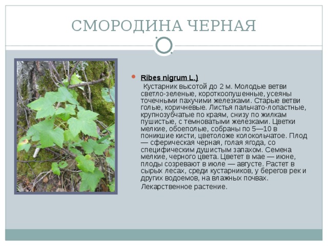 СМОРОДИНА ЧЕРНАЯ Ribes nigrum L.)  Кустарник высотой до 2 м. Молодые ветви светло-зеленые, короткоопушенные, усеяны точечными пахучими железками. Старые ветви голые, коричневые. Листья пальчато-лопастные, крупнозубчатые по краям, снизу по жилкам пушистые, с темноватыми железками. Цветки мелкие, обоеполые, собраны по 5—10 в поникшие кисти, цветоложе колокольчатое. Плод — сферическая черная, голая ягода, со специфическим душистым запахом. Семена мелкие, черного цвета. Цветет в мае — июне, плоды созревают в июле — августе. Растет в сырых лесах, среди кустарников, у берегов рек и других водоемов, на влажных почвах.  Лекарственное растение.