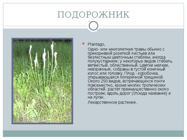 ПОДОРОЖНИК Plantago,  Одно- или многолетние травы обычно с прикорневой розеткой листьев или безлистным цветочным стеблем, иногда полукустарники; у некоторых видов стебель ветвистый, облиственный. Цветки мелкие, невзрачные, собраны в густой конечный колос или головку. Плод - коробочка, открывающаяся поперечной трещиной. Около 250 видов, встречающихся почти повсеместно, кроме многих тропических областей. растет преимущественно около построек, вдоль дорог (отсюда название) и на лугах.  Лекарственное растение.
