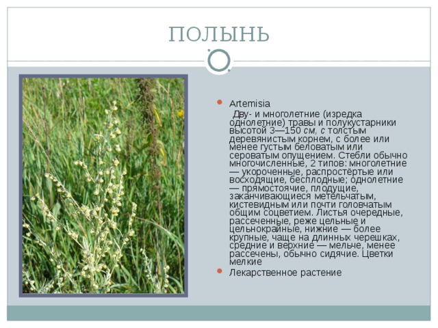 ПОЛЫНЬ Artemisia  Дву- и многолетние (изредка однолетние) травы и полукустарники высотой 3—150 см, с толстым деревянистым корнем, с более или менее густым беловатым или сероватым опущением. Стебли обычно многочисленные, 2 типов: многолетние — укороченные, распростёртые или восходящие, бесплодные; однолетние — прямостоячие, плодущие, заканчивающиеся метельчатым, кистевидным или почти головчатым общим соцветием. Листья очередные, рассеченные, реже цельные и цельнокрайные, нижние — более крупные, чаще на длинных черешках, средние и верхние — мельче, менее рассечены, обычно сидячие. Цветки мелкие
