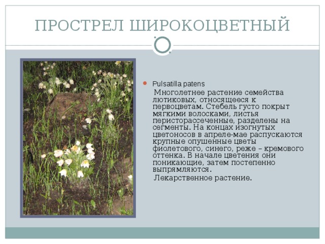 ПРОСТРЕЛ ШИРОКОЦВЕТНЫЙ Pulsatilla patens  Многолетнее растение семейства лютиковых, относящееся к первоцветам. Стебель густо покрыт мягкими волосками, листья перисторассеченные, разделены на сегменты. На концах изогнутых цветоносов в апреле-мае распускаются крупные опушенные цветы фиолетового, синего, реже – кремового оттенка. В начале цветения они поникающие, затем постепенно выпрямляются.  Лекарственное растение.