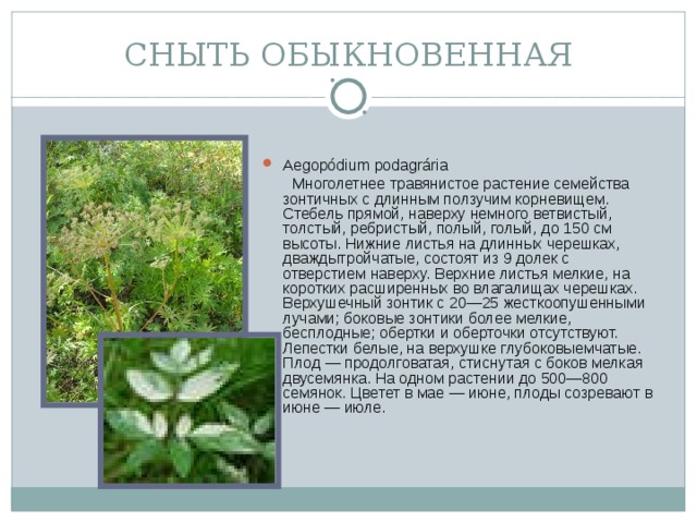 СНЫТЬ ОБЫКНОВЕННАЯ Aegopódium podagrária  Многолетнее травянистое растение семейства зонтичных c длинным ползучим корневищем. Стебель прямой, наверху немного ветвистый, толстый, ребристый, полый, голый, до 150 см высоты. Нижние листья на длинных черешках, дваждытройчатые, состоят из 9 долек с отверстием наверху. Верхние листья мелкие, на коротких расширенных во влагалищах черешках. Верхушечный зонтик с 20—25 жесткоопушенными лучами; боковые зонтики более мелкие, бесплодные; обертки и оберточки отсутствуют. Лепестки белые, на верхушке глубоковыемчатые. Плод — продолговатая, стиснутая с боков мелкая двусемянка. На одном растении до 500—800 семянок. Цветет в мае — июне, плоды созревают в июне — июле.
