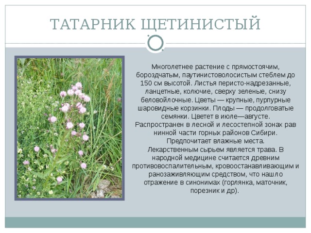 ТАТАРНИК ЩЕТИНИСТЫЙ Многолетнее растение с прямостоячим, бороздчатым, паутинистоволосистым стеблем до 150 см высотой. Лис­тья перисто-надрезанные, ланцетные, колючие, сверху зеленые, снизу беловойлочные. Цветы — крупные, пур­пурные шаровидные корзинки. Плоды — продолговатые семянки. Цветет в июле—августе. Распространен в лесной и лесостепной зонах рав­нинной части горных районов Сибири. Предпочитает влажные места. Лекарственным сырьем является трава. В народной медицине считается древним противовоспалительным, кровоостанавливающим и ранозаживляющим средством, что нашло отражение в синонимах (горлянка, маточник, порезник и др).