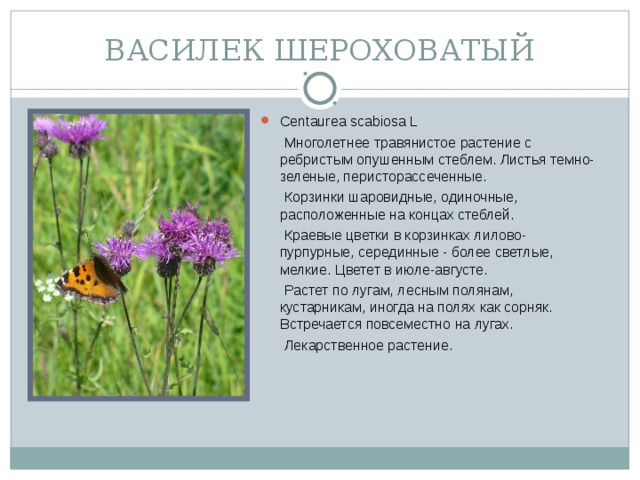 ВАСИЛЕК ШЕРОХОВАТЫЙ Centaurea scabiosa L  Многолетнее травянистое растение с ребристым опушенным стеблем. Листья темно-зеленые, перисторассеченные.  Корзинки шаровидные, одиночные, расположенные на концах стеблей.  Краевые цветки в корзинках лилово-пурпурные, серединные - более светлые, мелкие. Цветет в июле-августе.  Растет по лугам, лесным полянам, кустарникам, иногда на полях как сорняк. Встречается повсеместно на лугах.  Лекарственное растение.