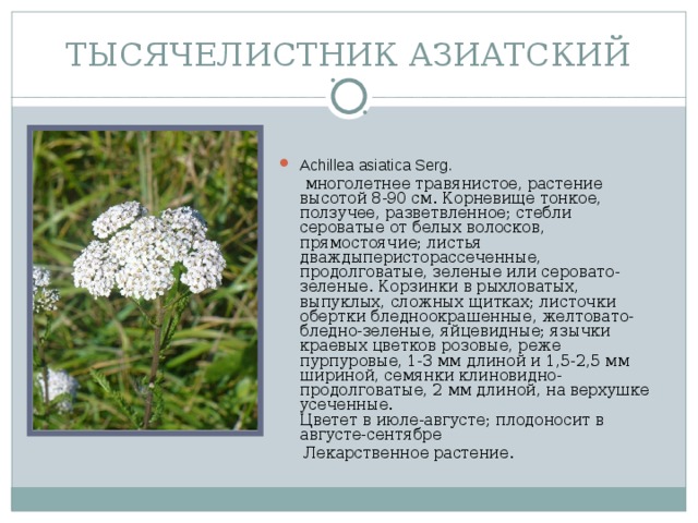 ТЫСЯЧЕЛИСТНИК АЗИАТСКИЙ Achillea asiatica Serg.  многолетнее травянистое, растение высотой 8-90 см. Корневище тонкое, ползучее, разветвленное; стебли сероватые от белых волосков, прямостоячие; листья дваждыперисторассеченные, продолговатые, зеленые или серовато-зеленые. Корзинки в рыхловатых, выпуклых, сложных щитках; листочки обертки бледноокрашенные, желтовато-бледно-зеленые, яйцевидные; язычки краевых цветков розовые, реже пурпуровые, 1-3 мм длиной и 1,5-2,5 мм шириной, семянки клиновидно-продолговатые, 2 мм длиной, на верхушке усеченные.  Цветет в июле-августе; плодоносит в августе-сентябре  Лекарственное растение.