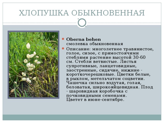 ХЛОПУШКА ОБЫКНОВЕННАЯ
