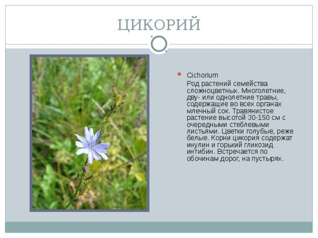 ЦИКОРИЙ Cichorium  Род растений семейства сложноцветных. Многолетние, дву- или однолетние травы, содержащие во всех органах млечный сок. Травянистое растение высотой 30-150 см с очередными стеблевыми листьями. Цветки голубые, реже белые. Корни цикория содержат инулин и горький гликозид интибин. Встречается по обочинам дорог, на пустырях.